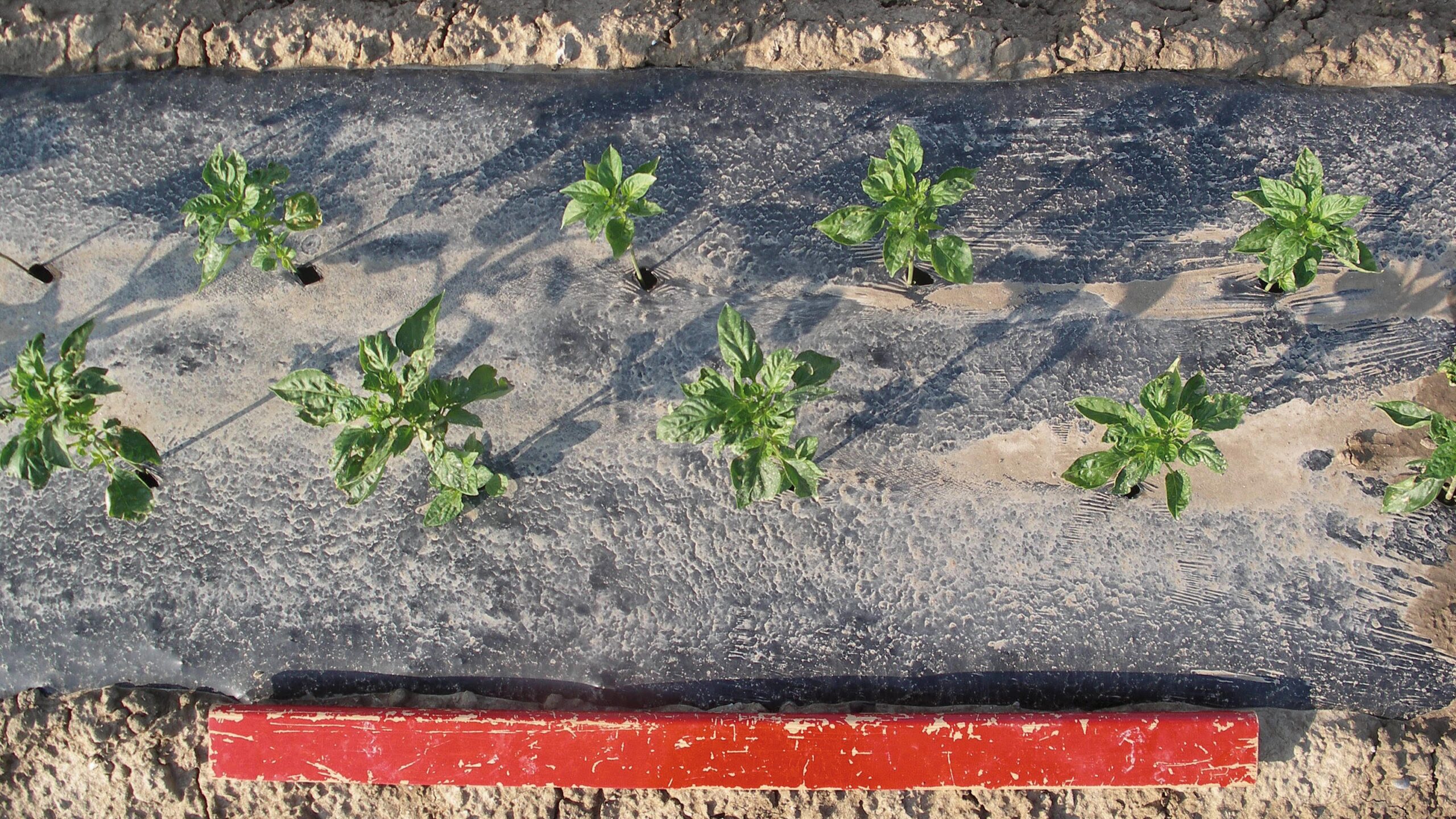 Novamont acolchados biodegradables|novamont-Gráficos_01|novamont-Gráficos-02|Novamont-Gráficos-03_bis